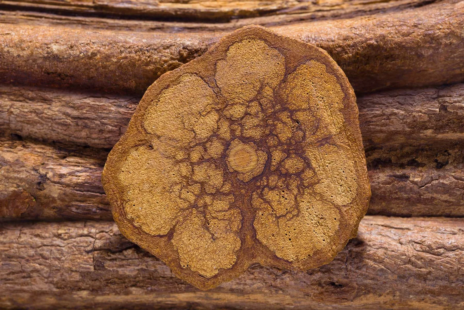 Ayahuasca vine, ayahuasca ceremony, ayahuasca brew